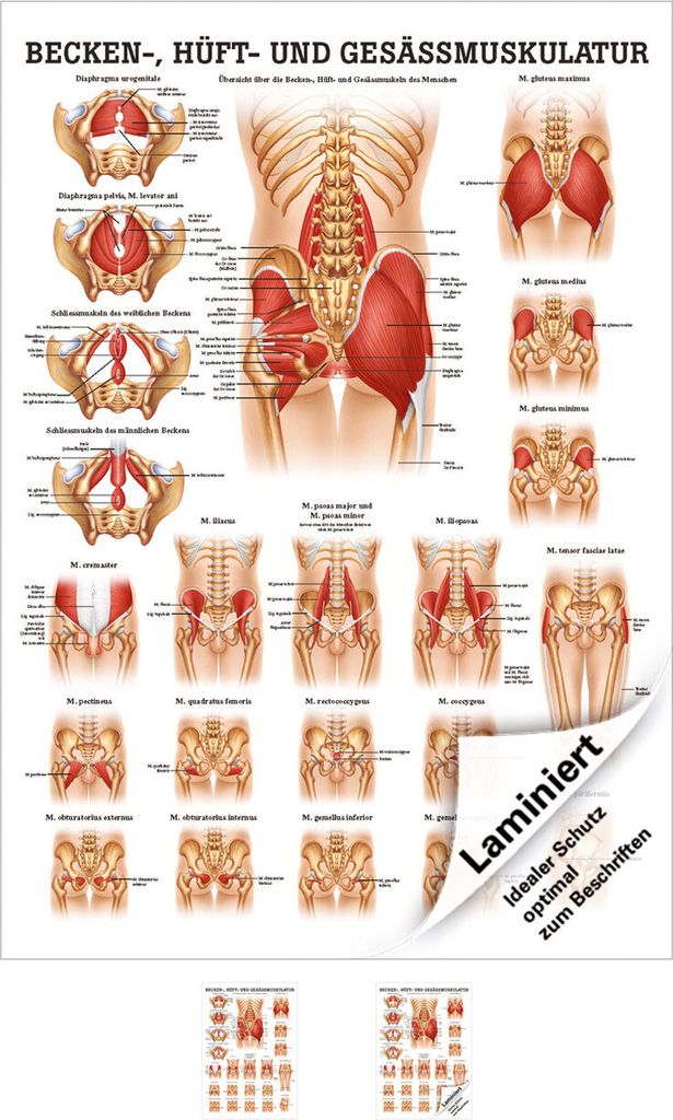 Gesäss, Hüfte u. Beckenmuskulatur Mini-Poster Anatomie 34x24 cm med. Lehrmittel