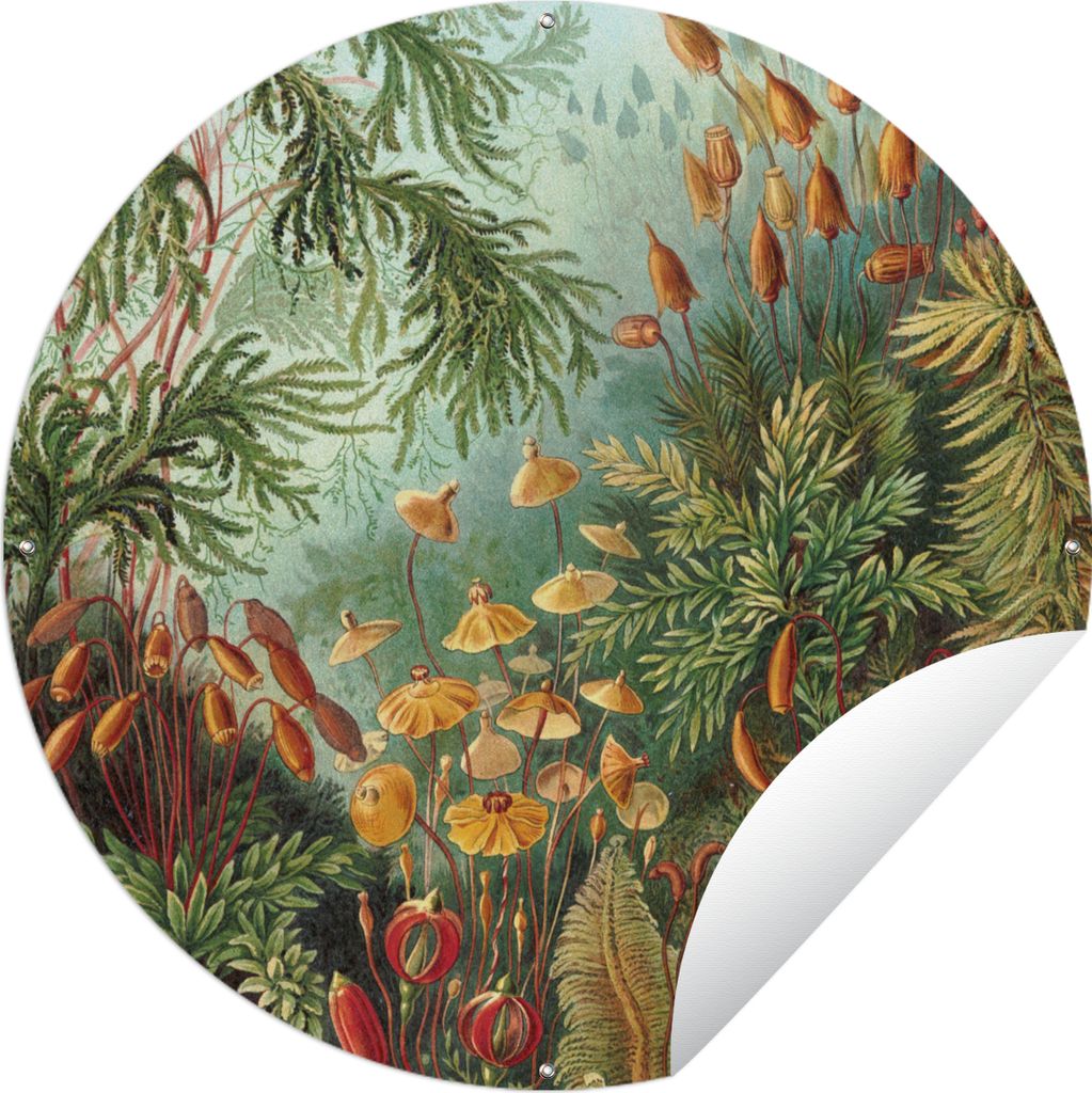MuchoWow Gartenposter Outdoor-Poster Rund Alte Meister - Kunst - Muscinae - Haeckel Ø 120 cm Gartendeko Rundes Poster draußen