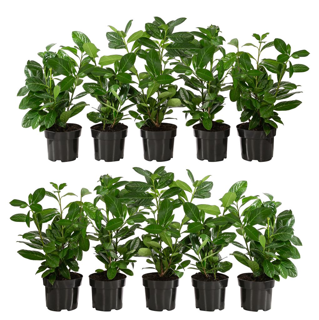 Dehner Kirschlorbeer, für 2 Meter Hecke, ca. 40-50 cm, 10 x 2 l Topf, Heckenpflanze
