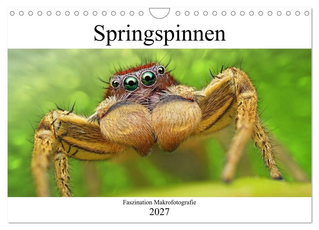 Faszination Makrofotografie: Springspinnen (Wandkalender 2027 DIN A4 quer), CALVENDO Monatskalender