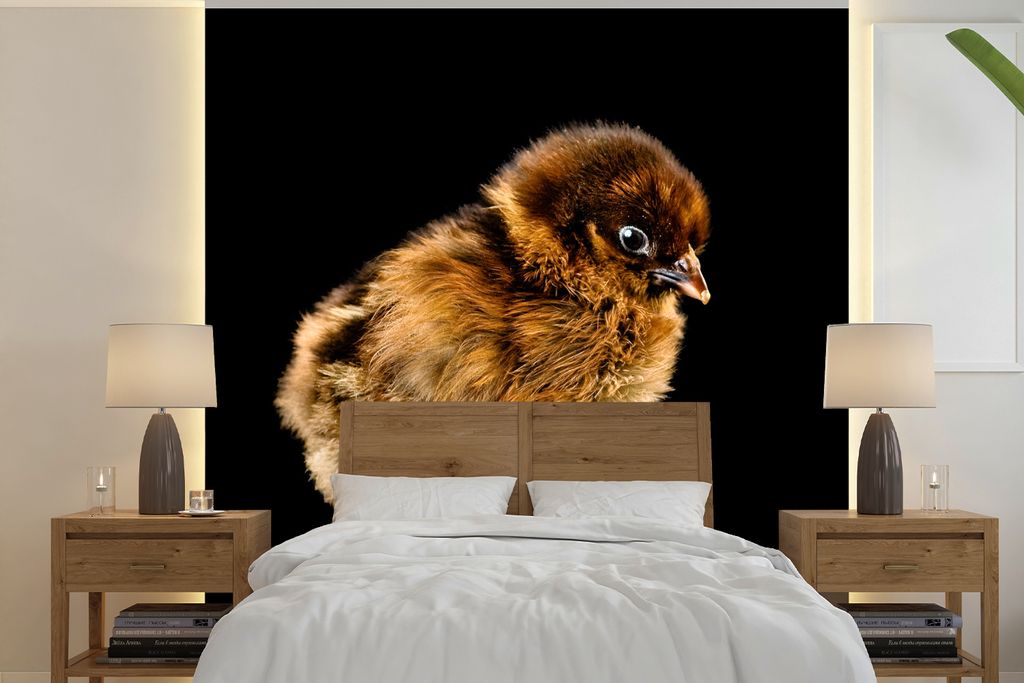 MuchoWow Fototapete für Wohnzimmer oder Schlafzimmer Wandtapete Vinyl Motivtapete Braunes Küken vor schwarzem Hintergrund - 260x260 cm - Papier...
