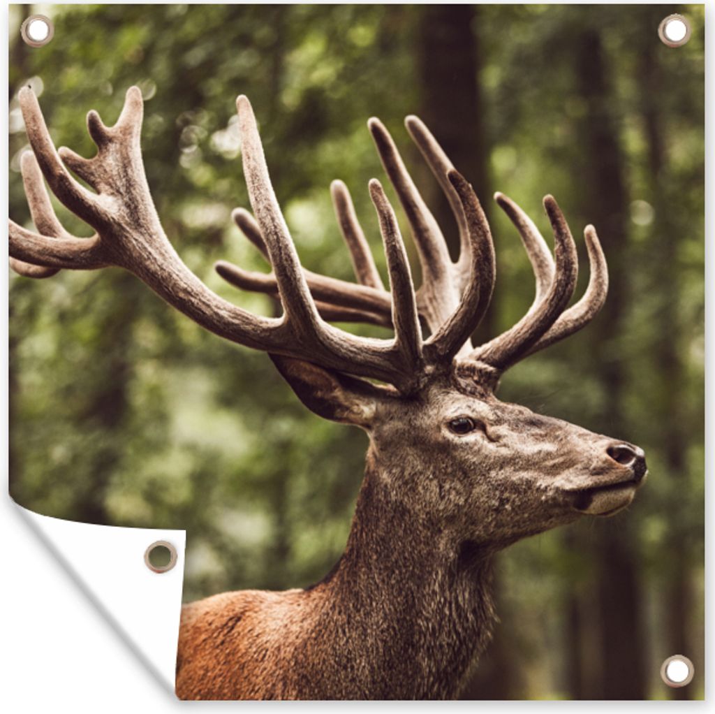 MuchoWow 50x50 cm Outdoor-Poster Gartendeko Sichtschutz Garten Poster für den Garten Hirsch - Natur - Geweih - Wald - Tiere