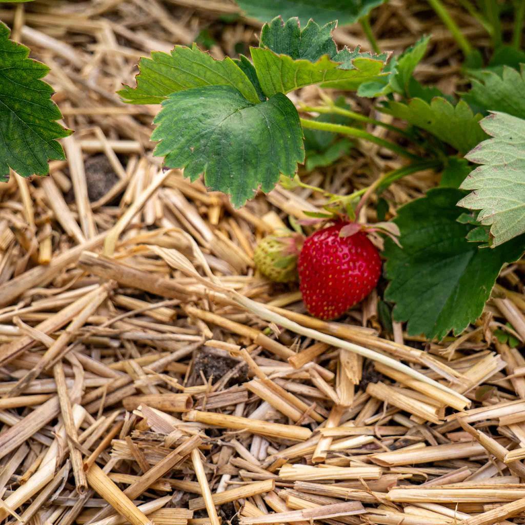 Ściółka ze słomy jęczmiennej – naturalna ściółka ogrodowa Zdjęcie produktu 