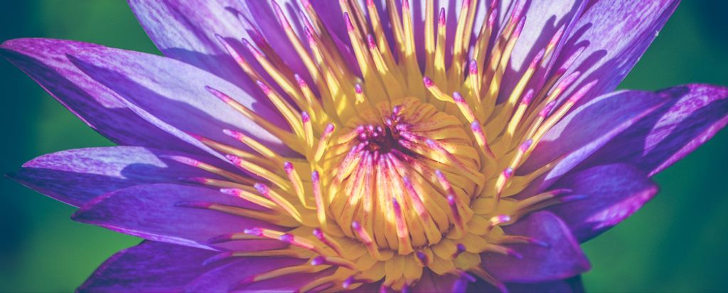 hansepuzzle 86787 - Blume Panorama-Puzzle 2000 Teile | Hintergründe Puzzle, 2028 Teile, Hintergründe, 60,0 x 46,0cm mit hochwertiger Aufbewahrung...