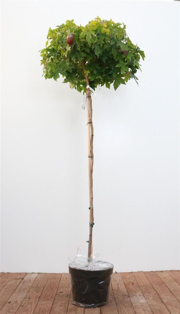 Kugel-Amberbaum 'Gum Ball' Liquidambar styraciflua 'Gumball' Sta C 15 Krone mehrj. Sth. 150-
