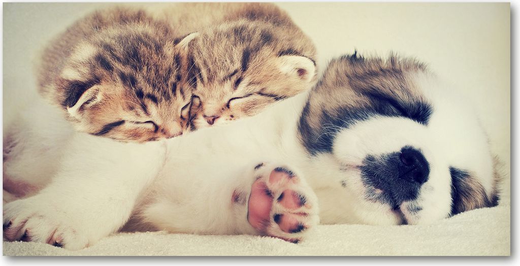 Tulup Küchenrückwand Spritzschutz aus Glas -100x50 -Spritzschutz auf gehärtetes GlasDeko Tiere Zwei Katzen Hund