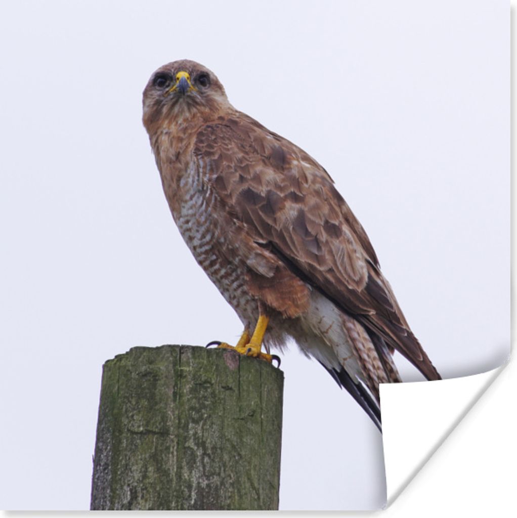 MuchoWow Poster Ein Bussard schaut von einem hohen Pfosten in England ins Feld 100x100 cm - Babyzimmer