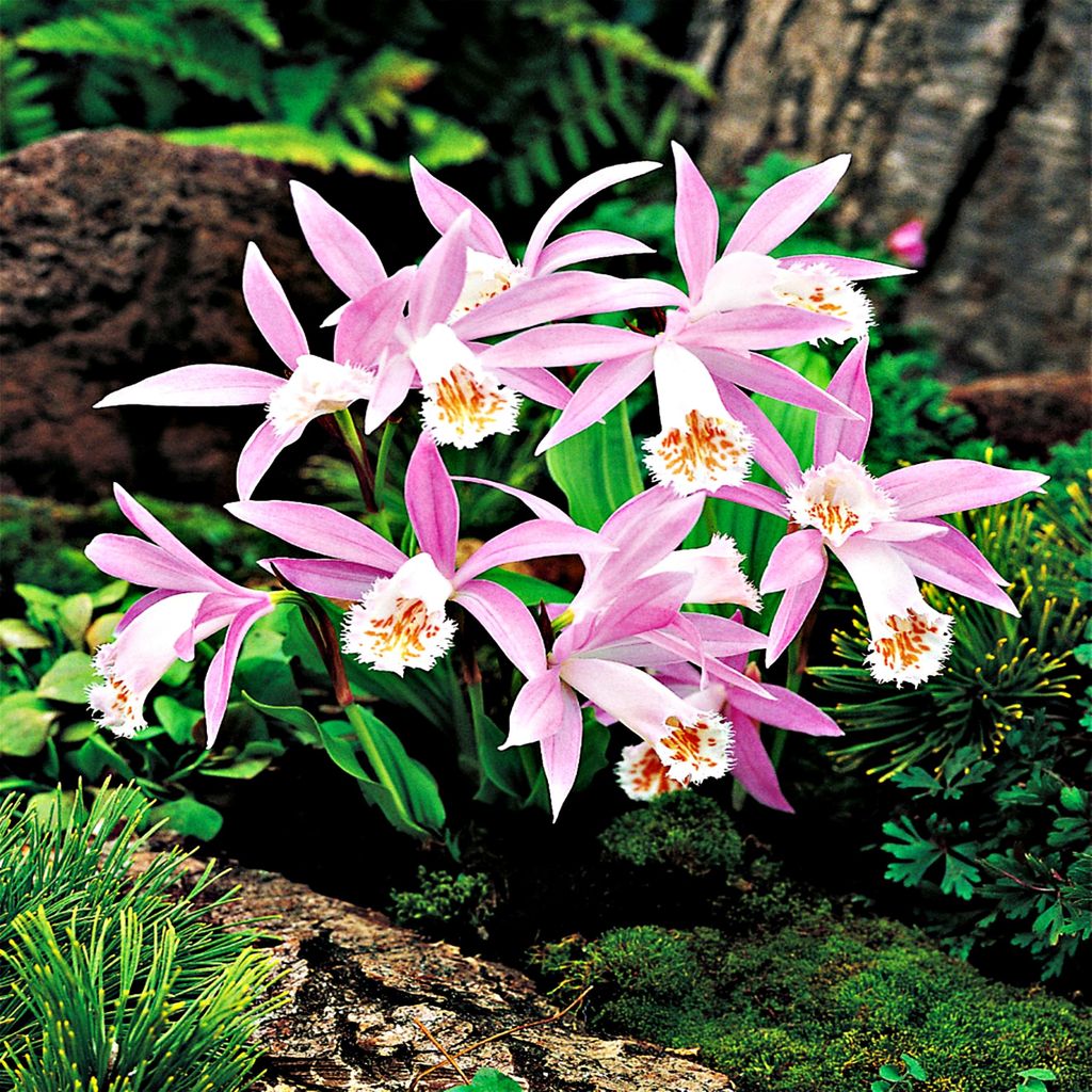 Pleione pflegeleicht winterhart Pleione Formosana Produktbild 