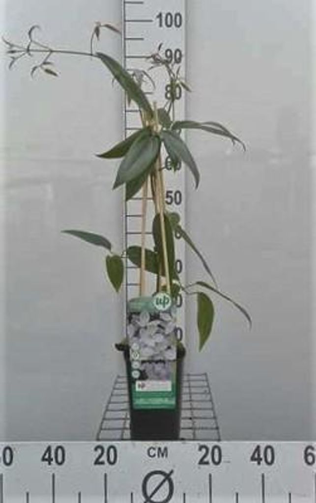 Clematis armandii - Armands Waldrebe 50-60 cm | Topf