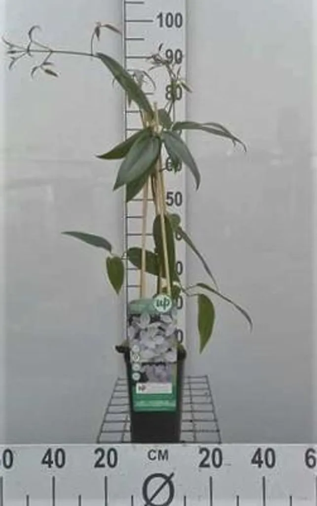Plante grimpante persistante Clematis armandii Vigne d'Armand 50-60cm