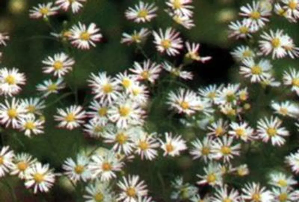 Aster d'automne blanc Monte Cassino - 6 plants pour massifs et balcons