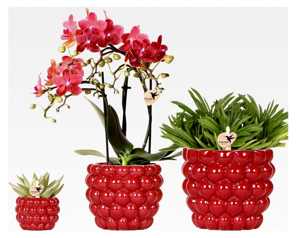 Pflanzenset Rote Phalaenopsis-Orchidee und Sukkulenten mit keramischen Ziertöpfen