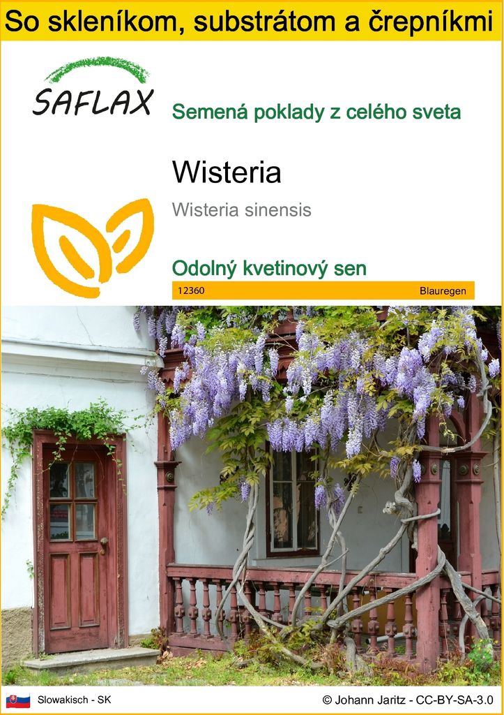 SAFLAX Kultivačný set - Wisteria - Wisteria sinensis - 4 Obrázok produktu 