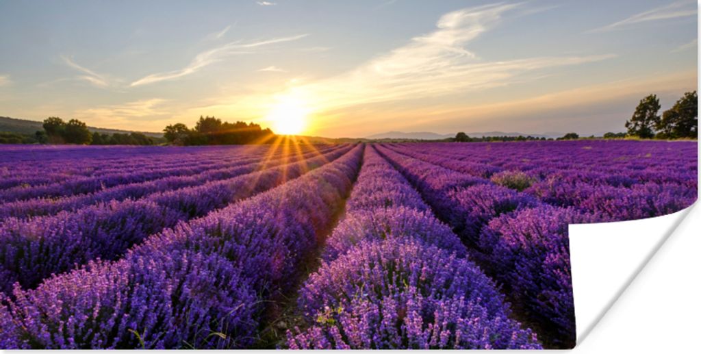 MuchoWow Poster Lavendel - Blumen - Sonnenuntergang - Lila 150x75 cm - ohne Rahmen