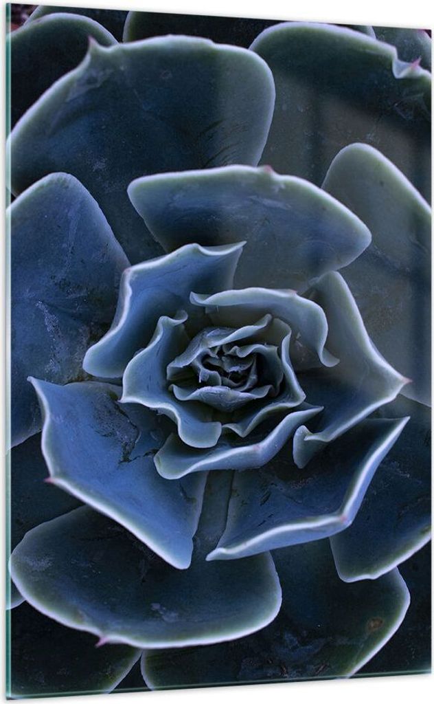 Bilder auf glas - Einteilig - Blau Kaktus Blume - 70x100cm - Glasbilder - Wandbilder - Bilder - zum Aufhängen bereit - Wanddekoration aus Glas - G...