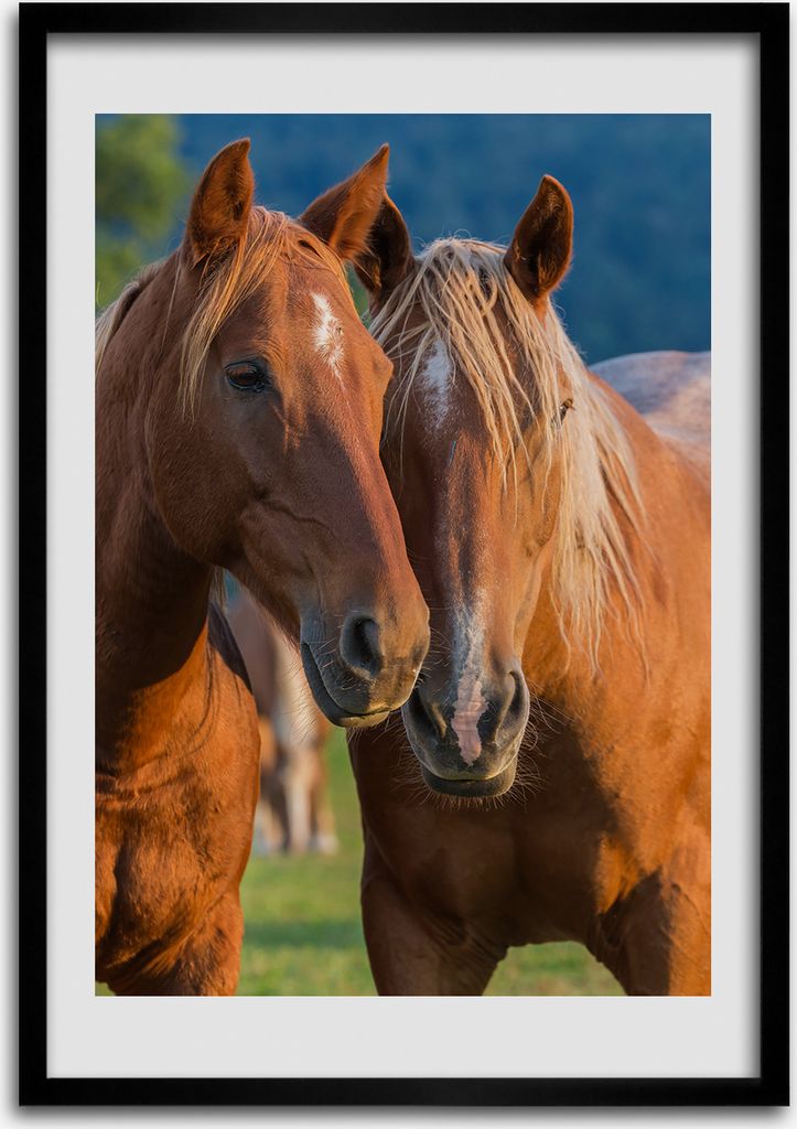 Bild - Bilderrahmen - 50 cm x 70 cm - MDF - Rahmen - Wandkunst Zwei Pferde