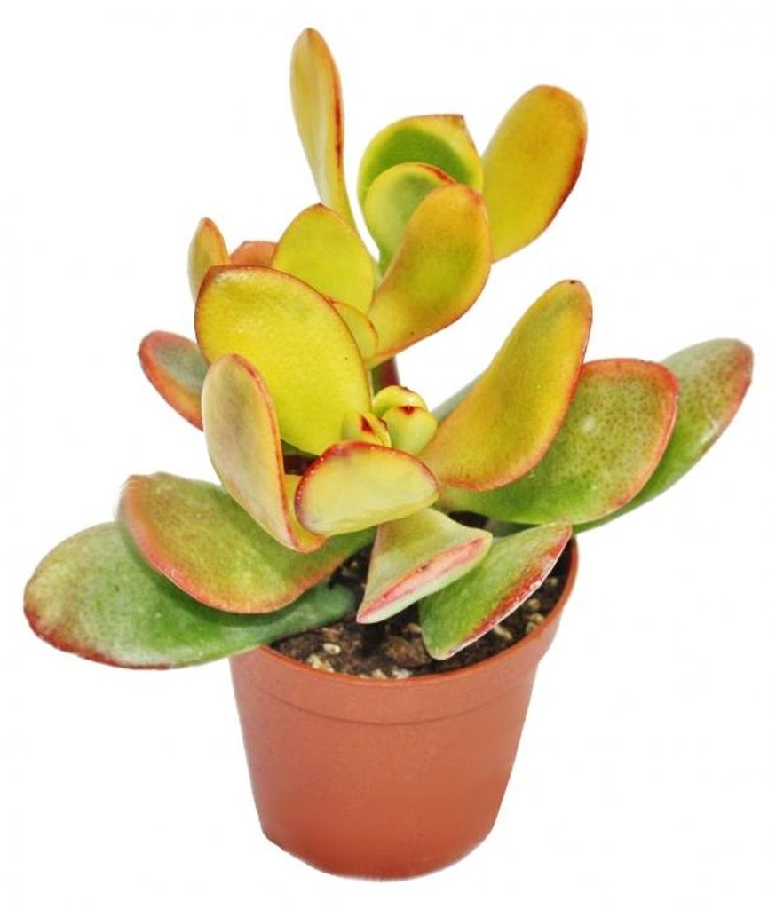 Crassula portulacea "Sunset" - große Pflanze im 12cm Topf Produktbild 