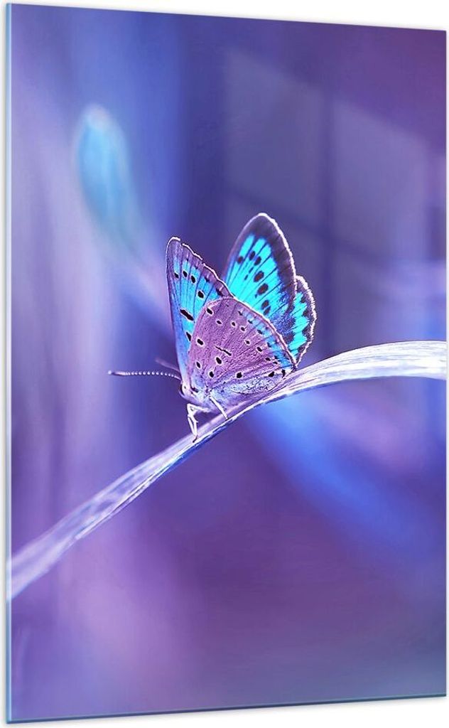 Bilder auf glas - Einteilig - Schmetterling Natur - 70x100cm - Glasbilder - Wandbilder - Bilder - zum Aufhängen bereit - Wanddekoration aus Glas -...
