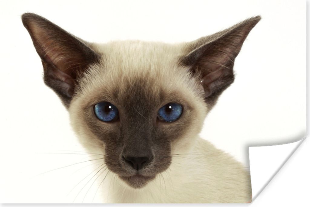 MuchoWow Poster Porträt einer Siamkatze 120x80 cm - Bilder