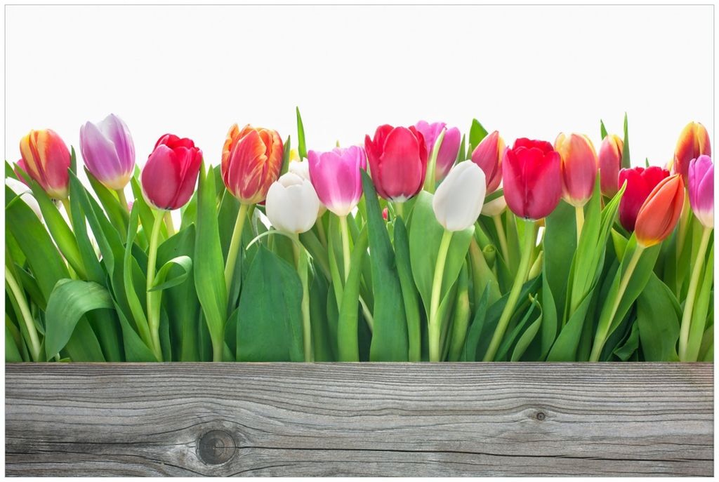 Wallario Premium Glasbild, freischwebende Optik, kräftige Farben, Größe 90 x 60 cm Motiv Rote weiße und pinke Tulpen im Frühling