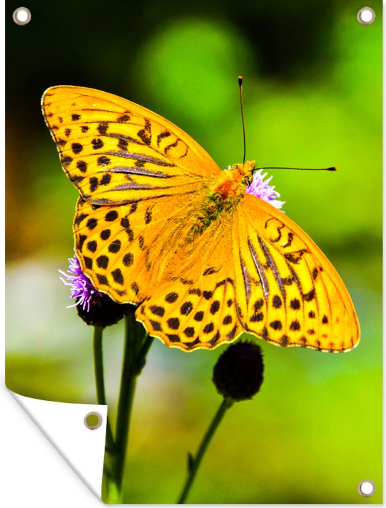 MuchoWow 60x80 cm Outdoor-Poster Gartendeko Sichtschutz Garten Poster für den Garten Schmetterling - Tiger - Blume
