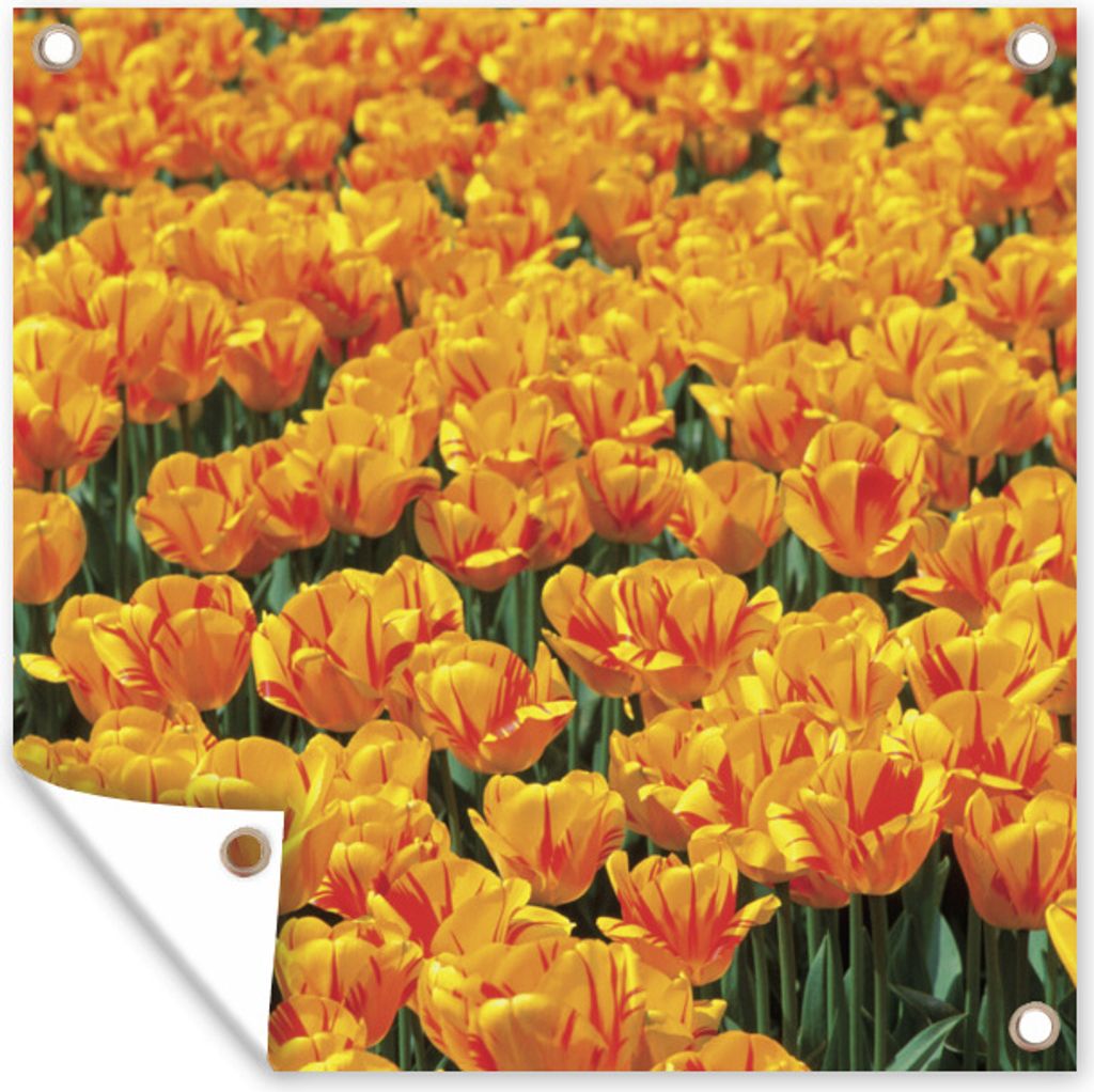 MuchoWow 50x50 cm Outdoor-Poster Gartendeko Sichtschutz Garten Poster für den Garten Orangefarbenes Tulpenfeld