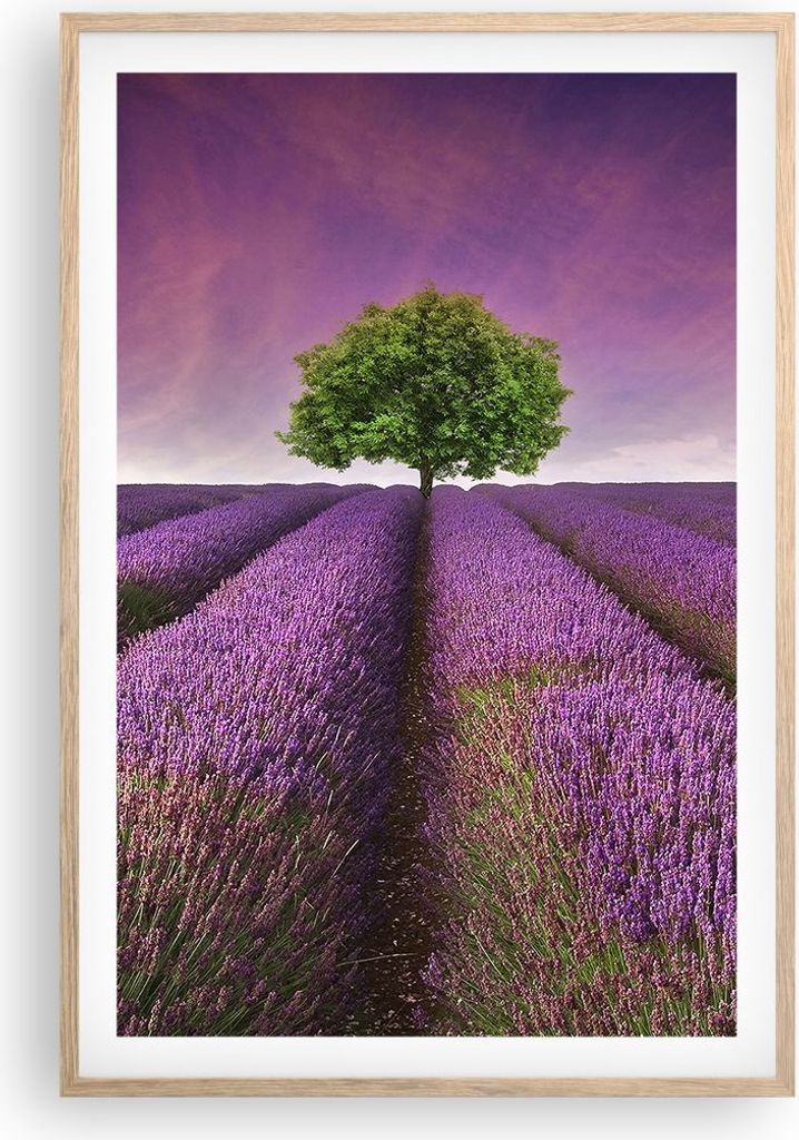 Gerahmtes Poster - Rahmen in heller Eiche - Wiese lavenda Sommer Landschaft - 61x91,5 cm - Wand Bild - Wanddeko - Wandbilder - Wandposter - Bilderr...
