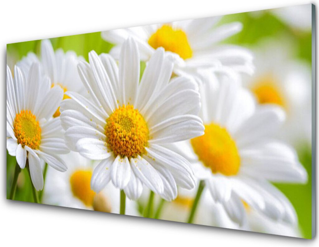 Küchenrückwand aus Glas 100x50cm Spritzschutz Gänseblümchen Pflanzen