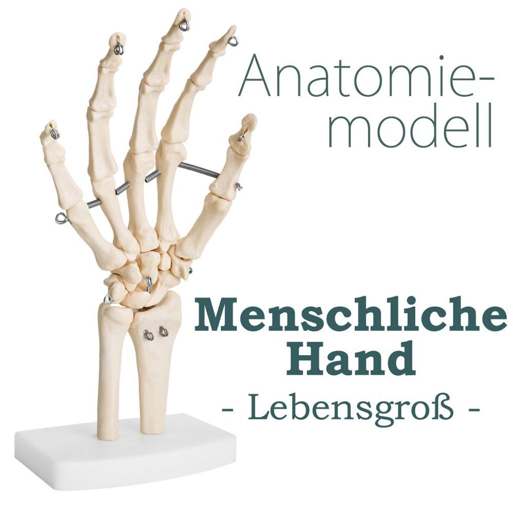 Anatomie Skelett Mensch Modell Skelett Hand Lebensgroß Produktbild 