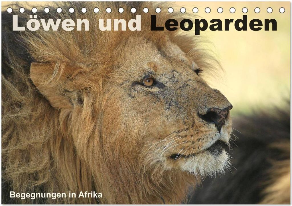 Löwen und Leoparden - Begegnungen in Afrika (Tischkalender 2026 DIN A5 quer), CALVENDO Monatskalender