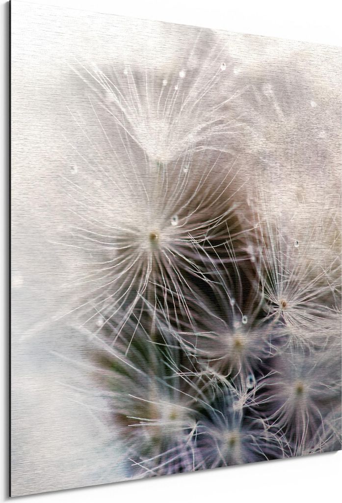 DEQORI Alu-Dibond Bild Silber 50x50 cm 'Detailaufnahme Pusteblume' Wandbild Metall dünn