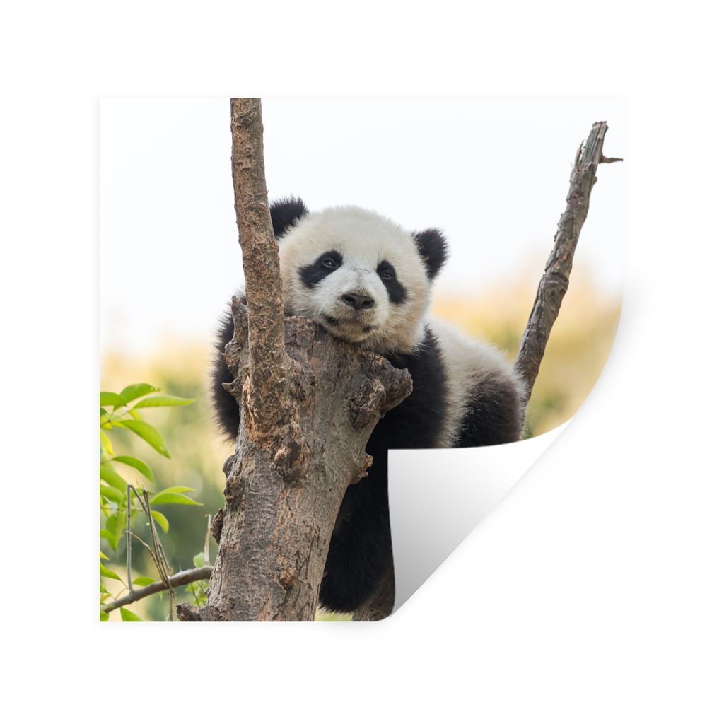 MuchoWow Wandtattoo Wandsticker Wandaufkleber Panda - Baum - Licht 80x80 cm Selbstklebend und Repositionierbar - Wierderverwendbar - Selbstklebend