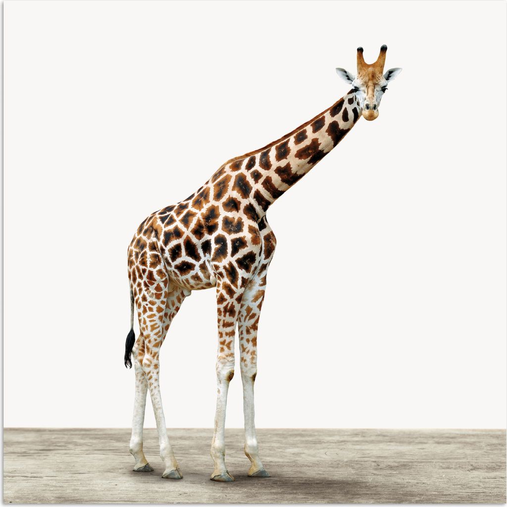 MuchoWow Poster Giraffe - Tiere - Weißer Hintergrund - Kinder - Junge - Mädchen 30x30 cm - Wandposter - Printing