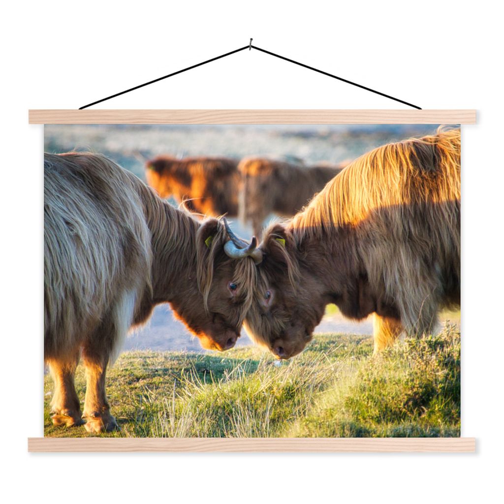 MuchoWow Textilposter Schottische Highlander - Tiere - Sonne 120x90 cm mit holzfarbenen Rahmen - Magnetisch