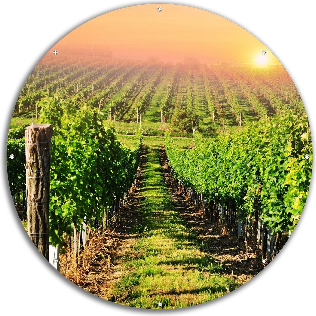 Wallario rundes Outdoor-Poster für Garten oder Balkon, Motiv Weinberg mit untergehender Sonne, 60 cm Durchmesser