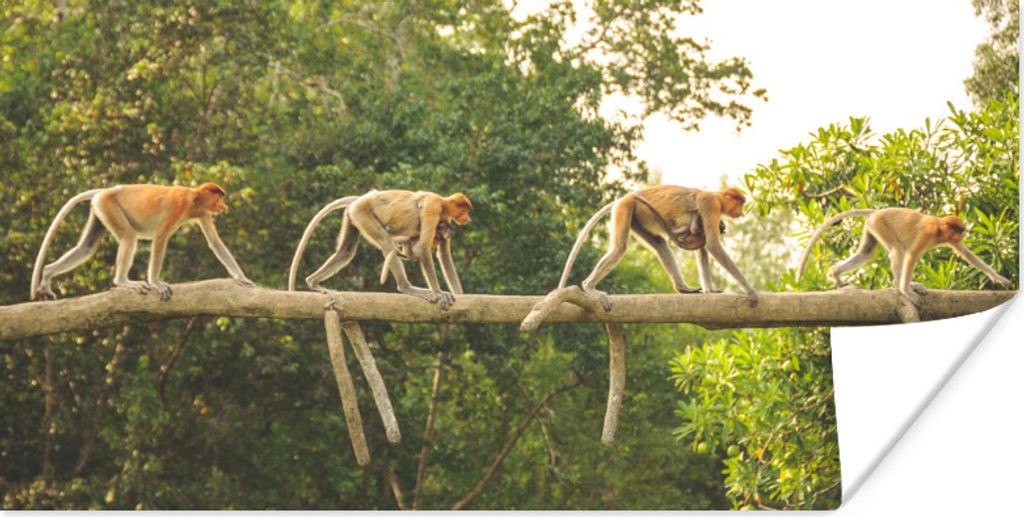 MuchoWow Poster Affen laufen auf Ast 160x80 cm - Foto Poster