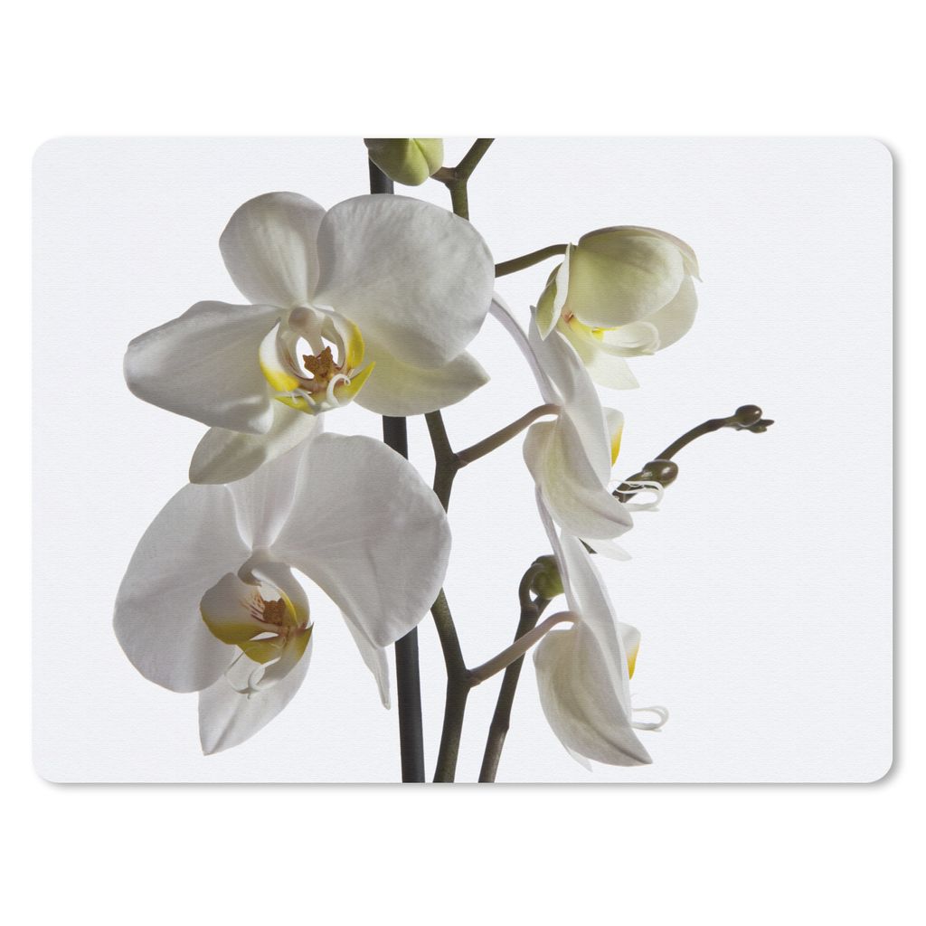 MuchoWow Mauspad Mousepad Weiße Mottenorchidee 23x19 cm - Mousepads - Maus Mat - Pad - Mausunterlage - Schreibtischunterlage - Mauspad