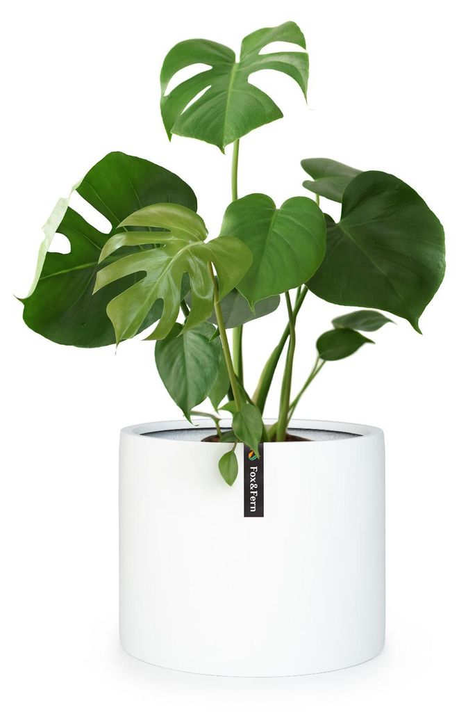 Fox & Fern Blumentopf, Übertopf Groß, UV- und Produktbild 