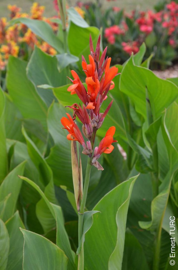 Canna 'Marabout' / Canna Géant Marabout Image du produit 