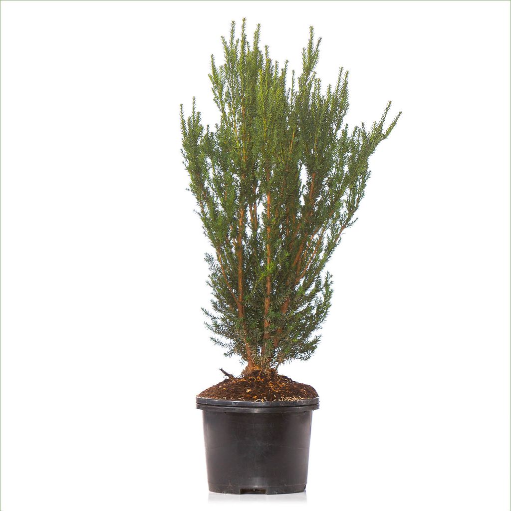 Dehner Becher-Eibe Hillii, für 5 Meter Hecke, ca. 90-100 cm, 10 x 20 l Topf, Heckenpflanze