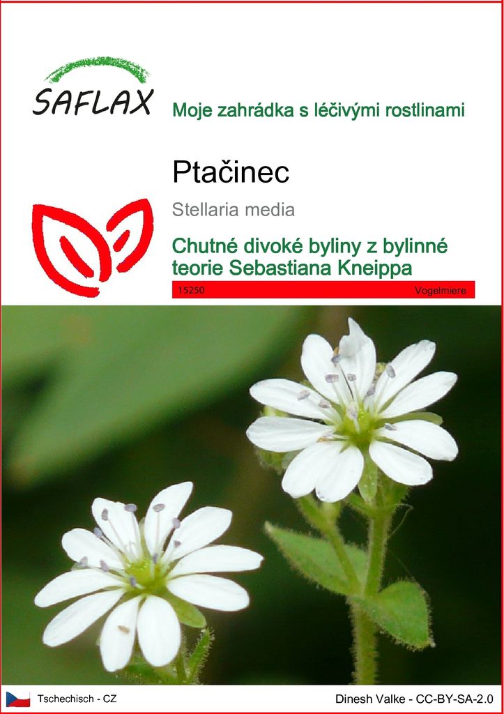 SAFLAX - Ptačinec - Stellaria media - 1000 Semena Obrázek produktu 