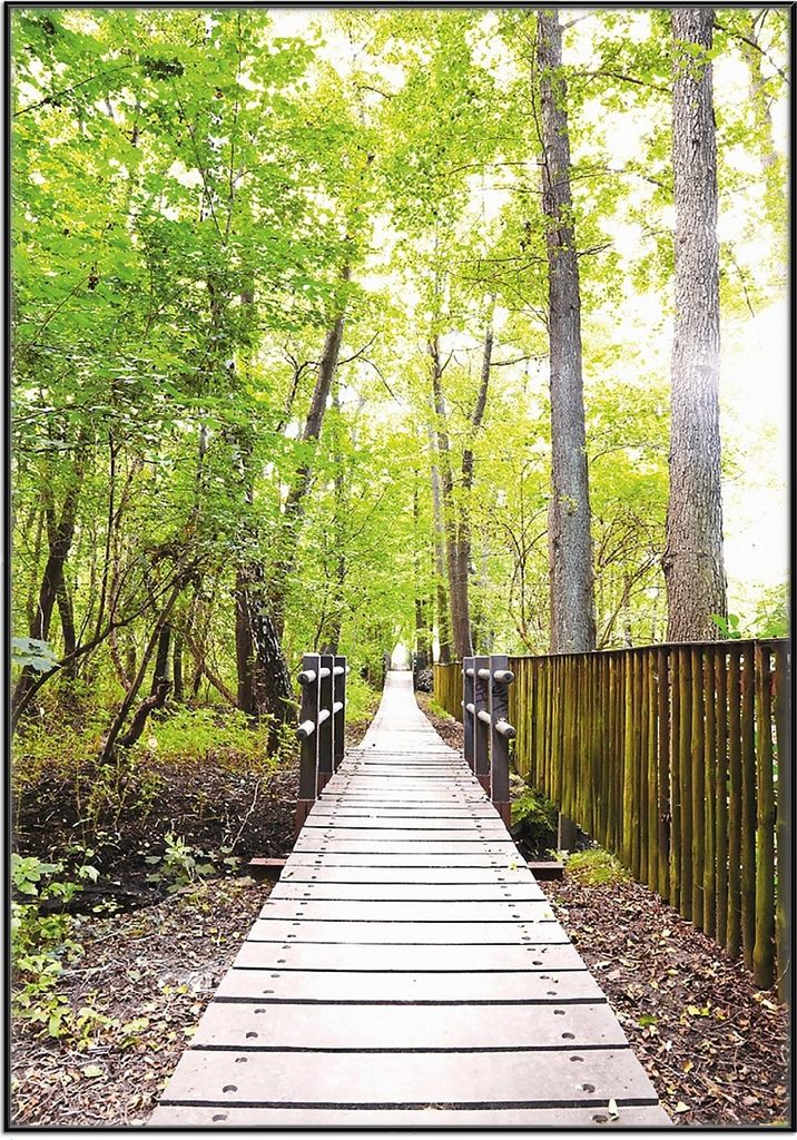 Wallario Wandbild Spaziergang im Wald Holzweg über einen Fluss, Größe: 70,30 x 100,30 cm, Poster mit schwarzem Aluminiumrahmen
