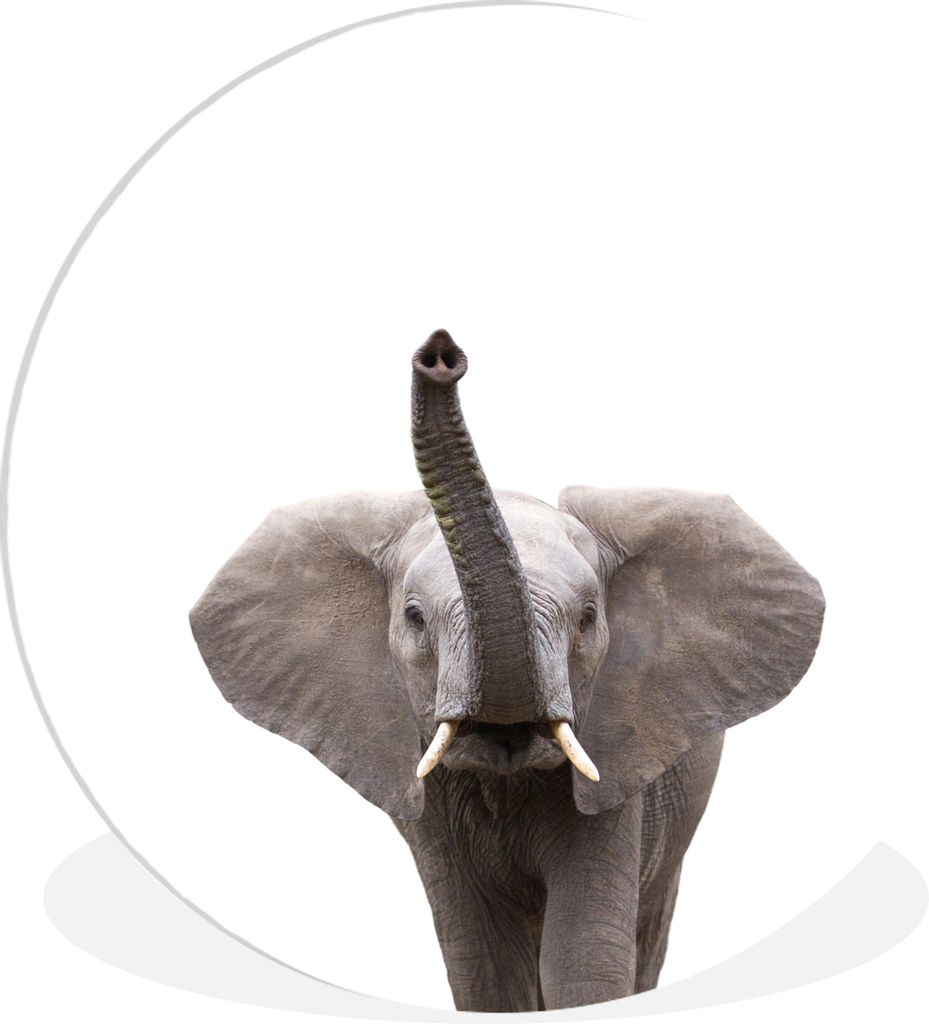 MuchoWow Rundes Wandbild - Runde Bilder Tiere - Elefant - Weiß - Wildtiere - Kinder Ø 30 cm Kreis Wanddekoration Kunststoff - Wandkreis - Wands...