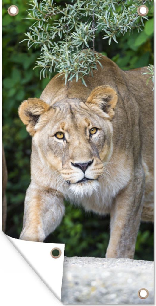 MuchoWow 30x60 cm Outdoor-Poster Gartendeko Sichtschutz Garten Poster für den Garten Löwinnen - Wilde Tiere - Jagd