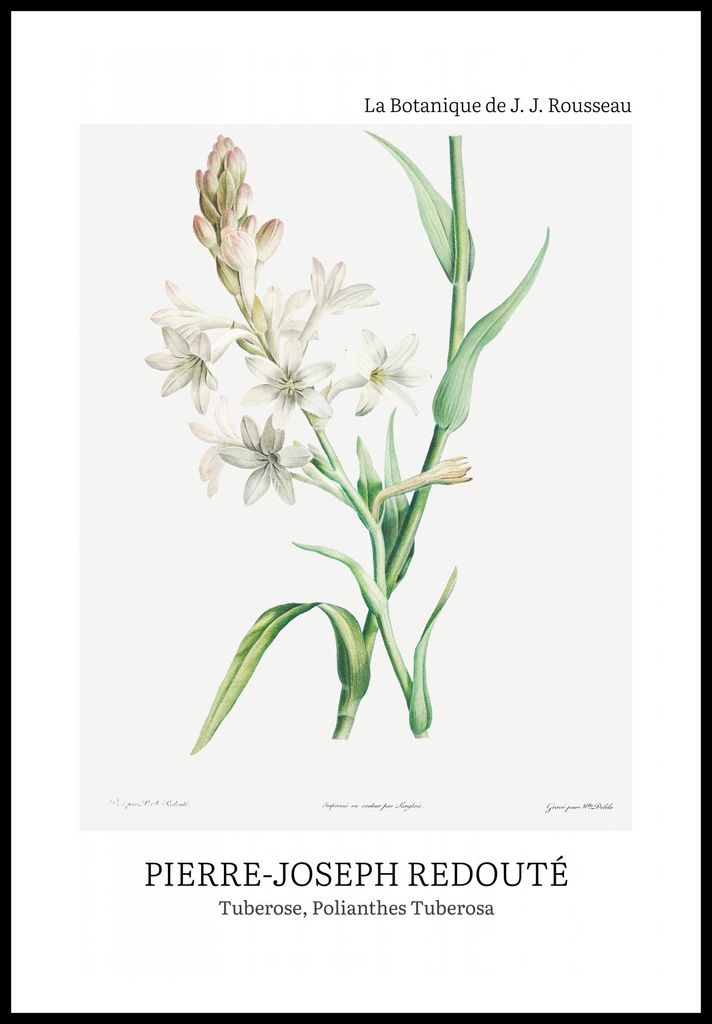 Plakat 61x91,5cm Design Polianthes Tuberosa, Redoute Vintage für das Wohnzimmer