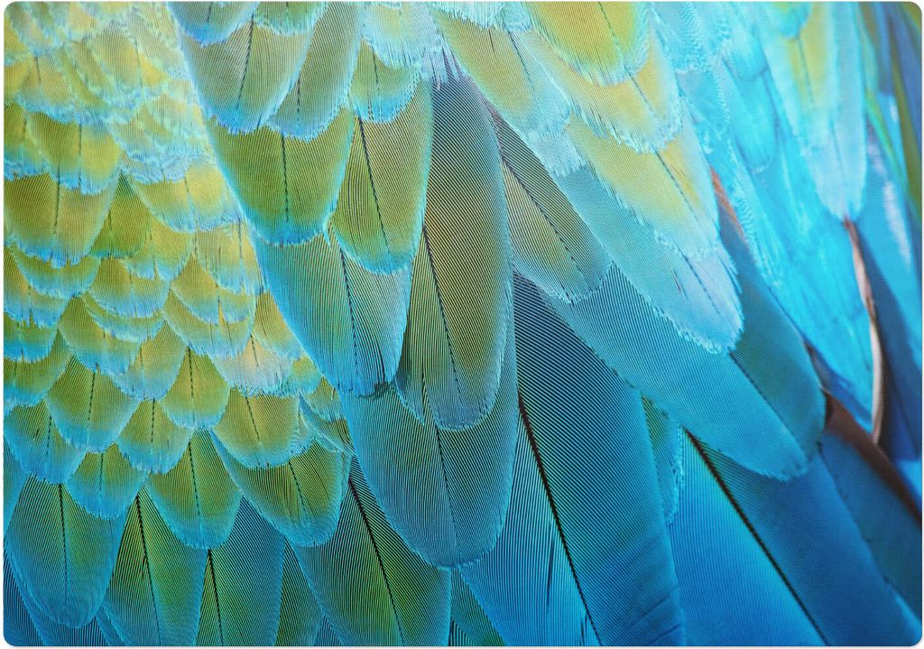 Vogelfedern Aus Nächster Nähe – Bodenschutzmatte – Rutschfest – Schutzmatte für Büro – Vinylmatte – Stuhlunterlage – 100 x 100 cm