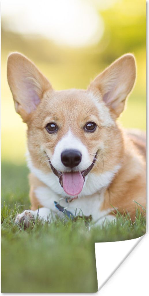 MuchoWow Poster Welsh Corgi Welpe 60x120 cm - Wandschmuck