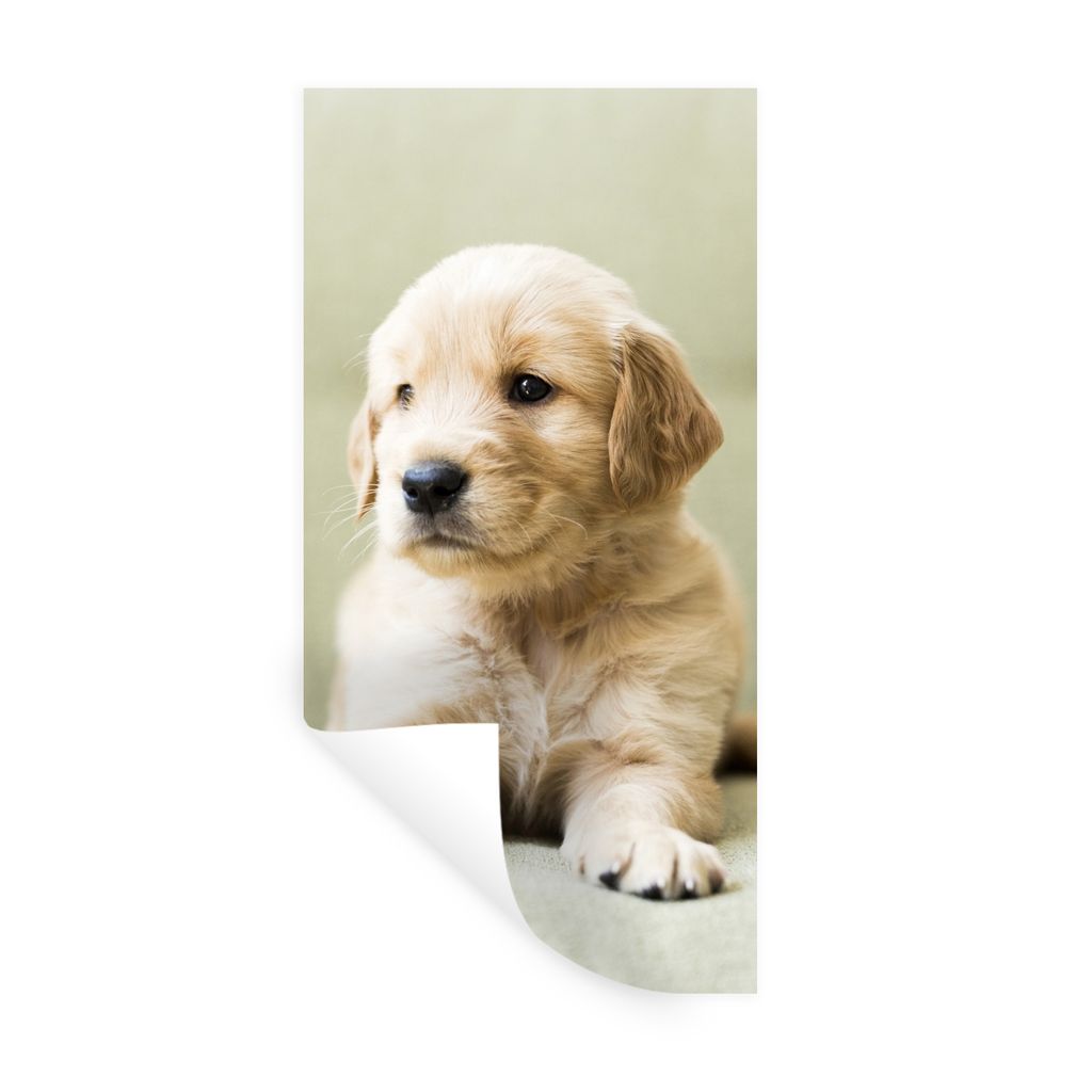 MuchoWow Wandtattoo Wandsticker Wandaufkleber Golden Retriever Welpe auf dem Sofa liegend 60x120 cm Selbstklebend und Repositionierbar - Selbstkl...