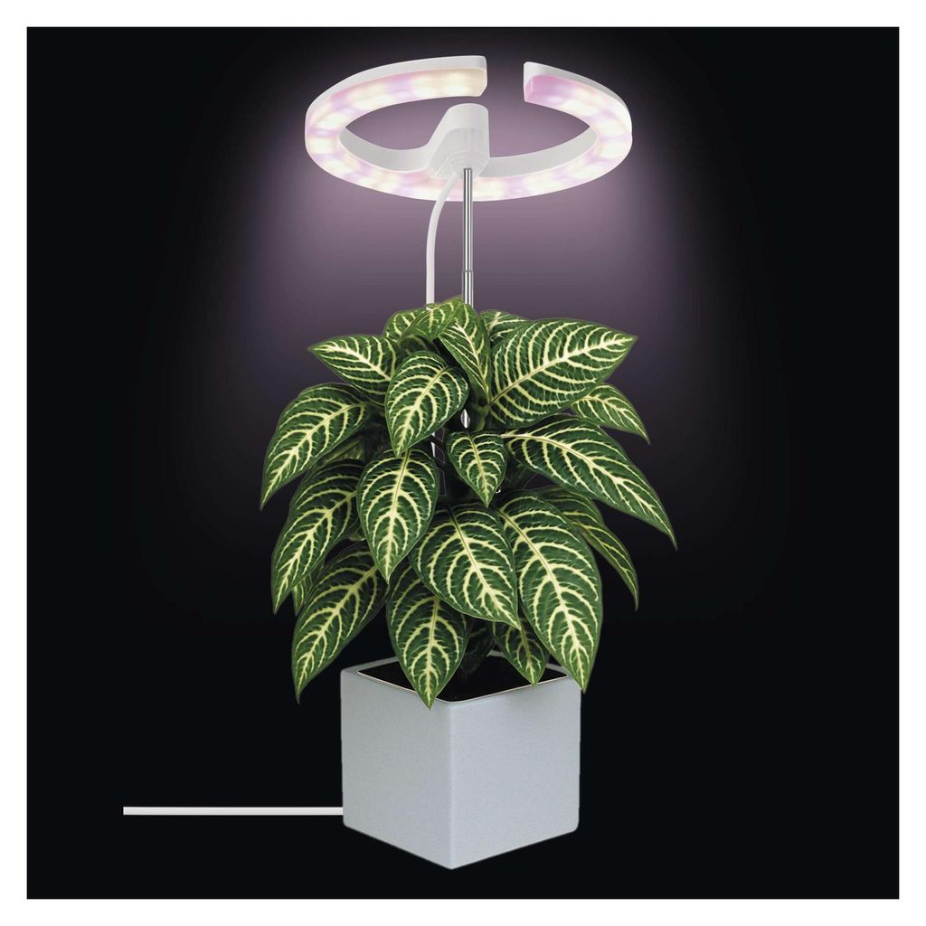 EMOS LED-Grow-Lampe für Zimmerpflanzen und Sukkulenten, runde Wachstumslampe für Orchideen mit Timer, höhenverstellbar, 300lm, 1,7m USB-Kabel, Z...