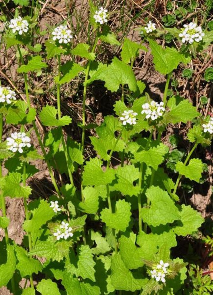 Alliaria petiolata Samen, 50 Stück, Küchenkraut mit Produktbild 